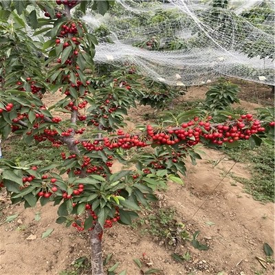 明珠樱桃苗种植前景 甜蜜产业的机遇与挑战