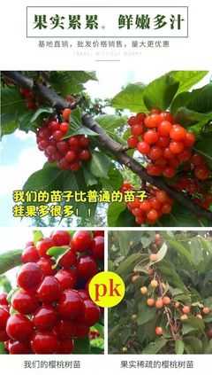果树苗木大樱桃苗批发基地 嫁接矮化樱桃苗栽植密度与种植技术详解