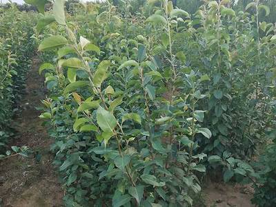 梨树苗种植指南 双宝果树飘香，开启丰收之旅