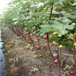 波姬红无花果苗市场价格、产品特性与种植指南