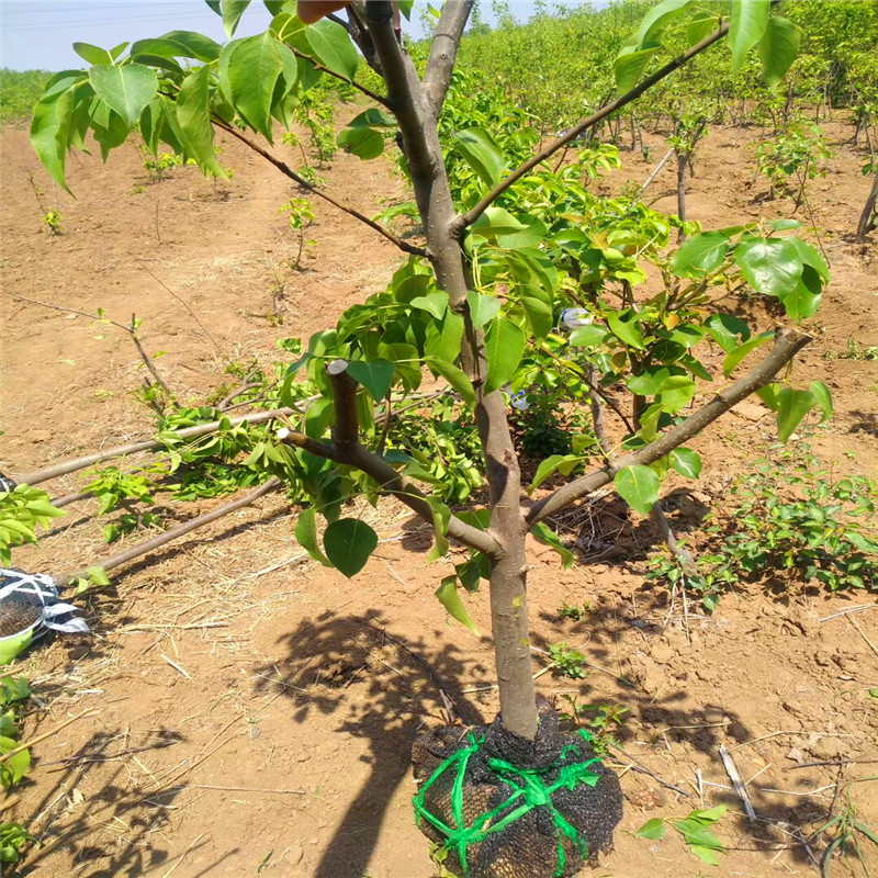1公分梨树苗价格指南与果树种植入门