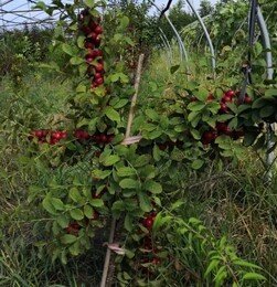 菏泽钙果苗树苗种植基地 培育优质欧李果树苗，引领果树种植新风尚