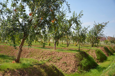 标准种植的石榴园 科学规划与精细管理