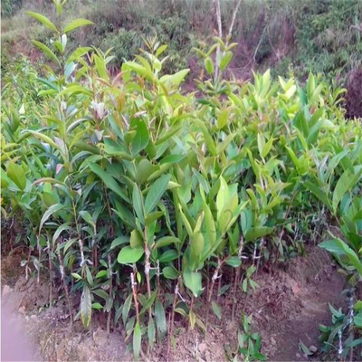 福建莲雾树 价格、产地、批发与种植全攻略