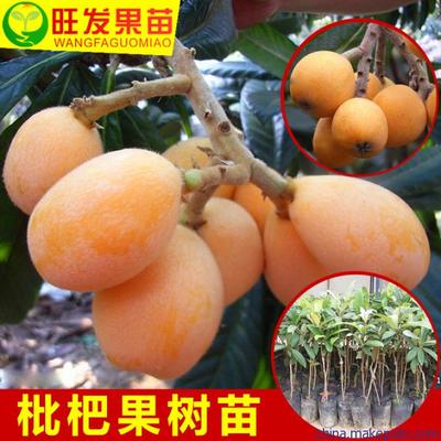 供应优质大五星枇杷嫁接苗 大果型新品种引领果树种植新潮流