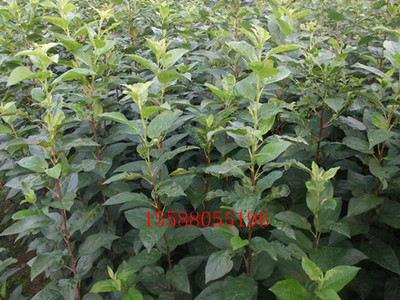 果树种植电子样本深度探索 从种苗优选到占地成苗的经济新引擎