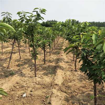 河北承德适合种植什么果树苗与果树种植指南